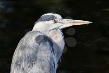 Great blue heron isolated on a white background