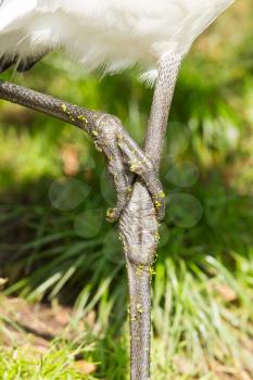 Close-up of the legs of a big bird, isolated