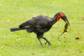 Southern Ground hornbill (Bucorvus leadbeateri) eating a lizard