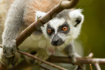 Ring-tailed lemur (Lemur catta) in a dutch zoo