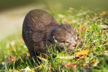 Otter is walking in the grass, Holland