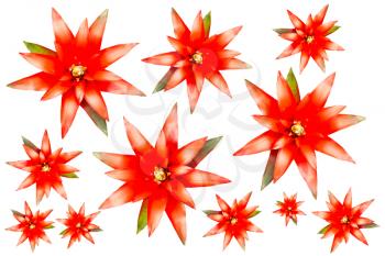 Red flowers isolated on a white background
