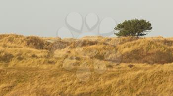 Dune landscape on the isle of Ameland, Holland, clowdy sky