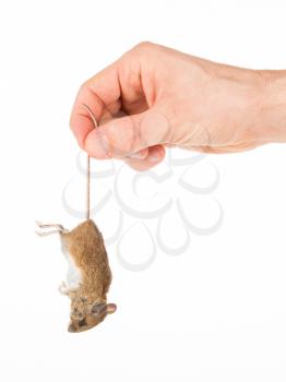 Hand holding a dead mouse, isolated on a white background