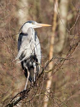 Great Blue Heron resting in a tree, Holland