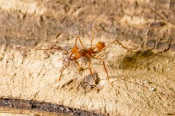 Leaf cutter ant in a dutch zoo