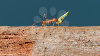 Leaf cutter ant in a dutch zoo