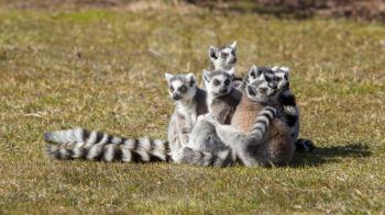 Ring-tailed lemur (Lemur catta) in a dutch zoo