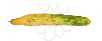 Cucumber turning yellow, isolated on a white background