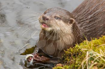 Close-up of an otter eating fish, Holland