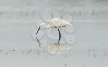 Egretta garzetta or small white heron, hunting