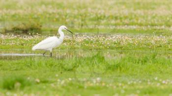 Egretta garzetta or small white heron, hunting