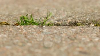 Grass growing on the pavement, selective focus on the grass