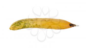 Cucumber turning yellow, isolated on a white background