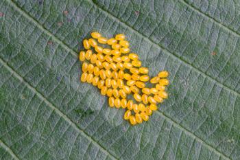 Black-veined White butterfly, Aporia crataegi Eggs on Green Leaf Close-up