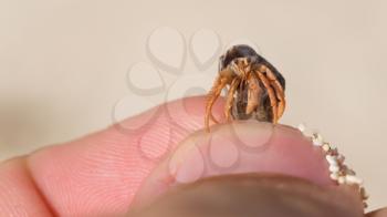 Very small lobster in a small shell, man holding in hand