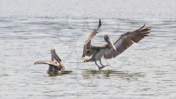 Brown pelican (Pelecanus occidentalis) in flight in Saint Martin, Caribbean