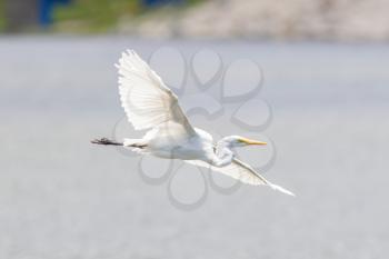 Great Egret (Ardea alba modesta), American subspecies, flying