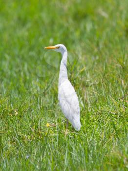 Great Egret (Ardea alba modesta), American subspecies