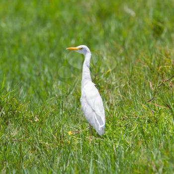 Great Egret (Ardea alba modesta), American subspecies