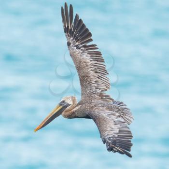 Brown pelican (Pelecanus occidentalis) in flight in Saint Martin, Caribbean