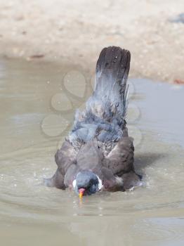 Wood Pigeon - Columba palumbus taking a bath in a pond