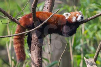 Red Panda, Firefox or Lesser Panda (Ailurus fulgens) resting in a tree