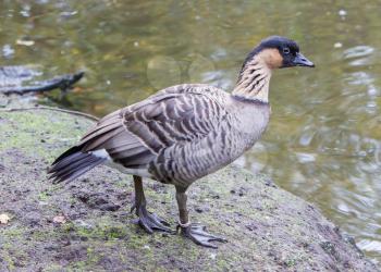 Hawaiian goose, Branta sandvicensis, or Sandwich Island goose