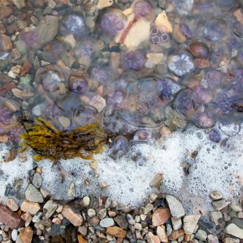 Small jellyfish washing up on a beach in Scotland