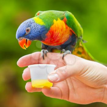 Australian Rainbow Lorikeet, Trichoglossus moluccanus, on a human hand