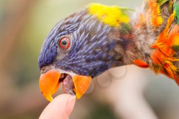 Australian Rainbow Lorikeet, Trichoglossus moluccanus, licking a human finger