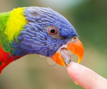 Australian Rainbow Lorikeet, Trichoglossus moluccanus, licking a human finger