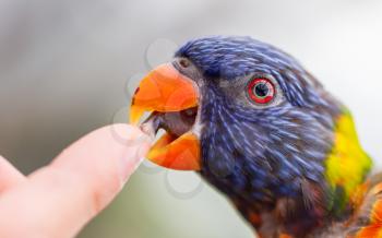 Australian Rainbow Lorikeet, Trichoglossus moluccanus, licking a human finger