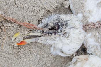 Dead bird on a beach - Holland - Seagull