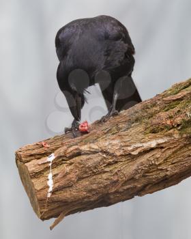 Black crow with meat in it's beak