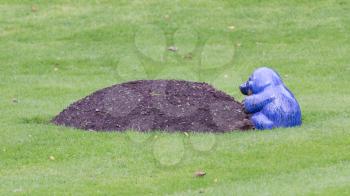 Blue mole statue poking out of mole mound on grass