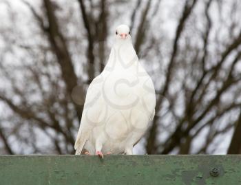 White release dove perched on a roof