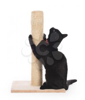 Black cat with a scratching post isolated on white