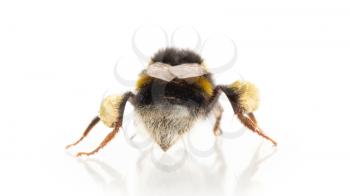 Small bee, isolated on a white background