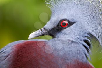 Victoria Crowned bird (Goura victoria), head profile