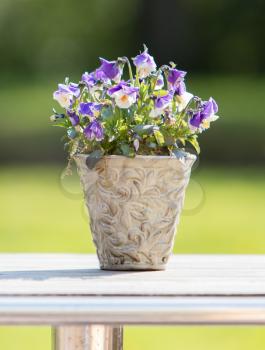 Flowers in pot on wooden garden table