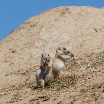 Two young black-tailed prairie marmot (Cynomys Ludovicianus) on a sandy hill