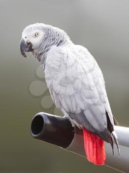 African Grey Parrot (Psittacus erithacus) sitting on the wing of a Spitfire