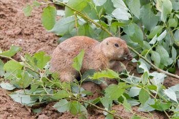 Black-tailed prairie dog sitting and holding a twig with leaves