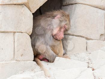 Adult female baboon sleeping in a small cave