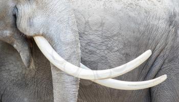 Asian elephant (Elephas maximus) tusks close-up, adult