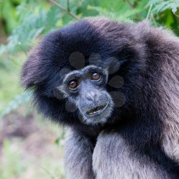 Adult white handed gibbon looking pretty bored