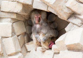 Adult female baboon resting in a small cave