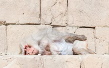 Adult male baboon sleeping in it's natural habitat