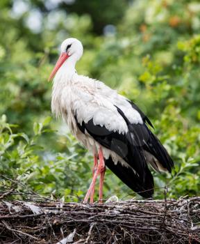 Two adult storks in a big nest